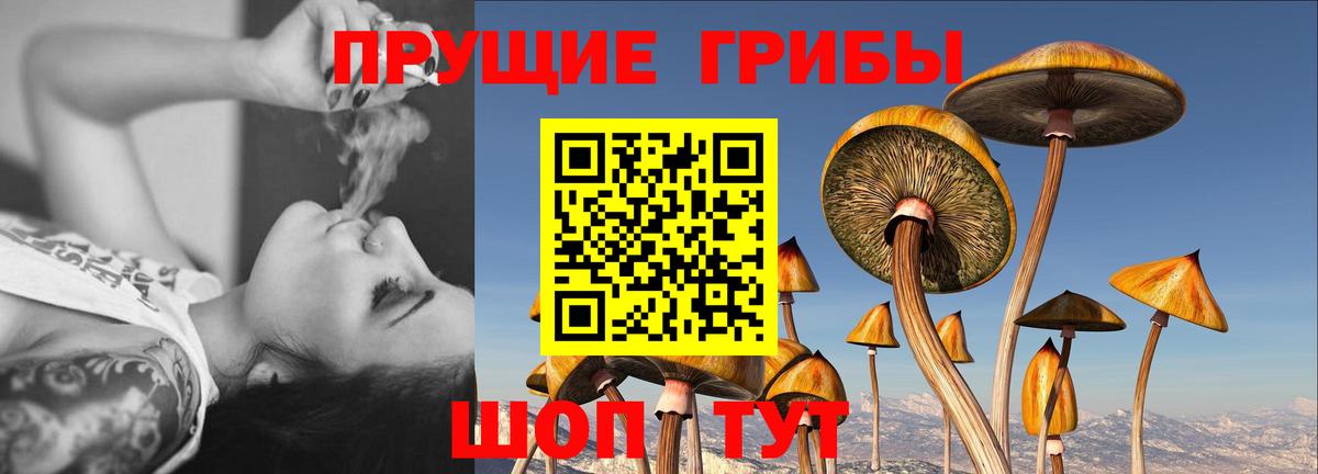 Галлюциногенные грибы Psilocybine cubensis  Жигулёвск  Галлюциногенные грибы Psilocybine cubensis 